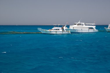 mercan kırmızı deniz Mısır deniz manzarası
