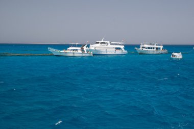 mercan kırmızı deniz Mısır deniz manzarası