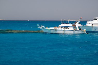 mercan kırmızı deniz Mısır deniz manzarası