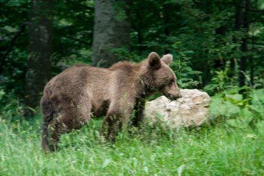 ormandaki yabani ayı