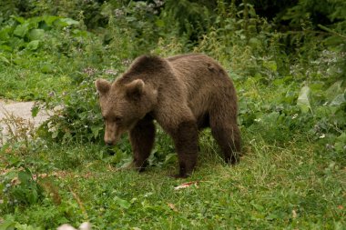 ormandaki yabani ayı