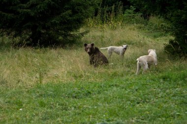 ormandaki yabani ayı