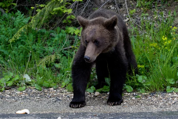 Wild Bear In The Forest