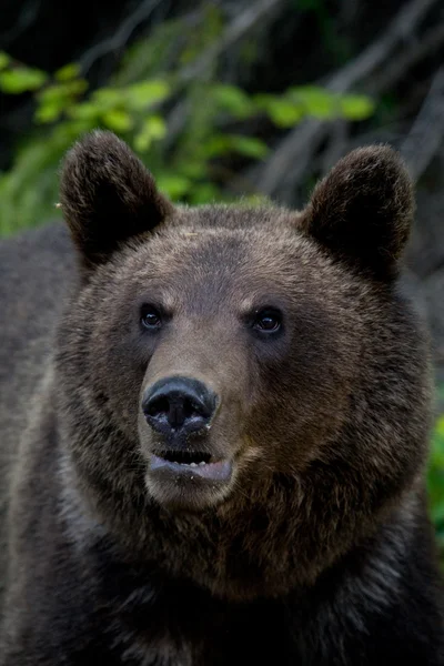 Divoký medvěd v lese — Stock fotografie