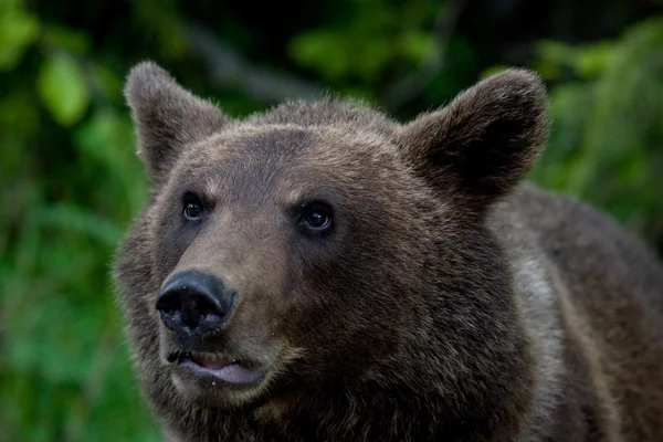 Urso selvagem na floresta — Fotografia de Stock