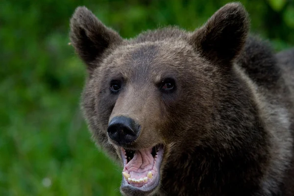 Orso selvatico nella foresta — Foto Stock