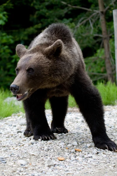 Oso salvaje en el bosque —  Fotos de Stock