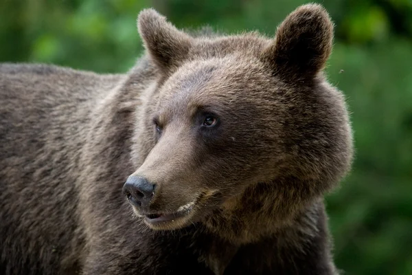 Wild beer in het forest — Stockfoto