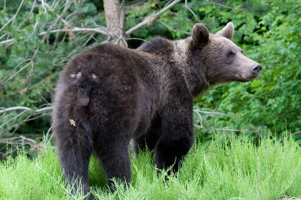 Urso selvagem na floresta — Fotografia de Stock