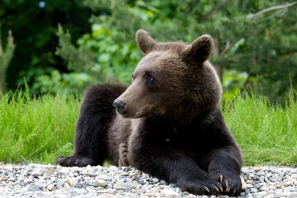 Urso selvagem na floresta — Fotografia de Stock