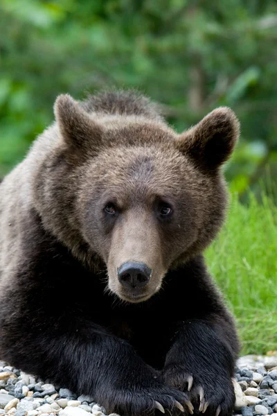 Urso selvagem na floresta — Fotografia de Stock