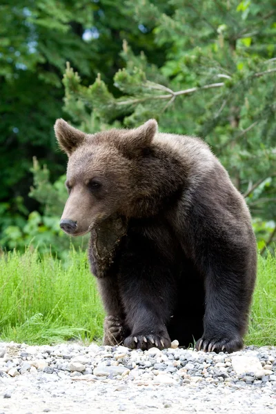 フォレスト内の野生のクマ — ストック写真