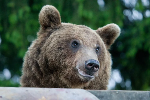 Vild Björn i skogen — Stockfoto