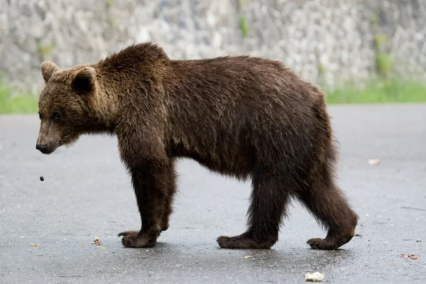 Orso selvatico nella foresta — Foto Stock