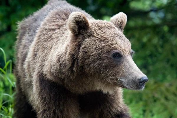 Orso selvatico nella foresta — Foto Stock