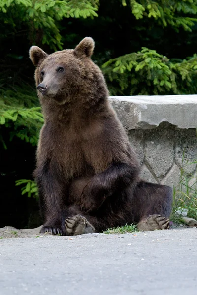 Urso selvagem na floresta — Fotografia de Stock