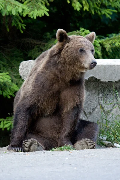 Дикий медведь в лесу — стоковое фото