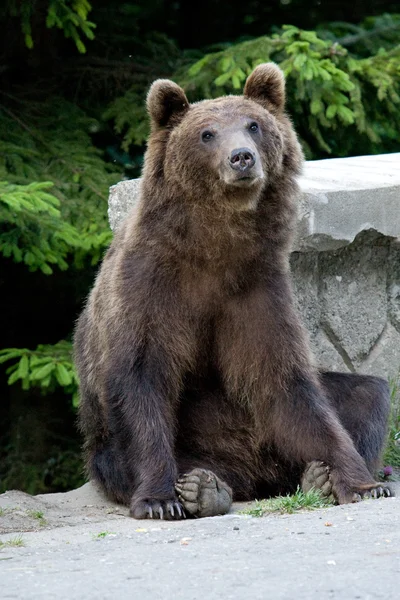 Wildbär im Wald — Stockfoto