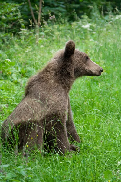 Urso selvagem na floresta — Fotografia de Stock