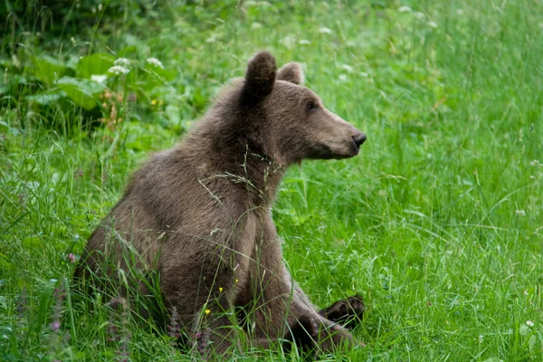 जंगलात वन्य अस्वल — स्टॉक फोटो, इमेज