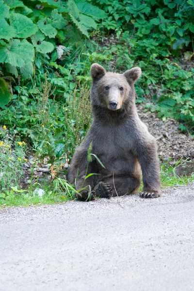 Wild beer in het forest — Stockfoto