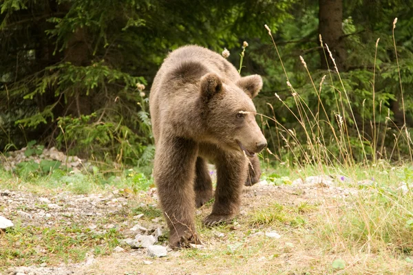 Дикий ведмідь у лісі — стокове фото