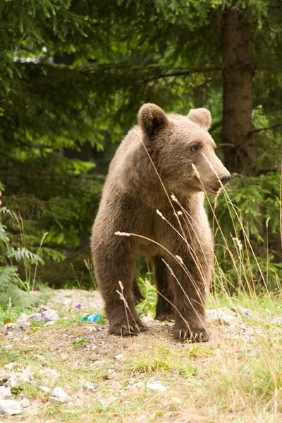 Άγρια αρκούδα στο δάσος — Φωτογραφία Αρχείου