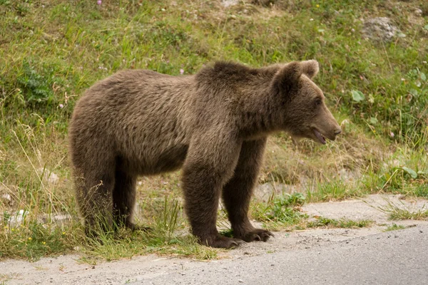 Orso selvatico nella foresta — Foto Stock