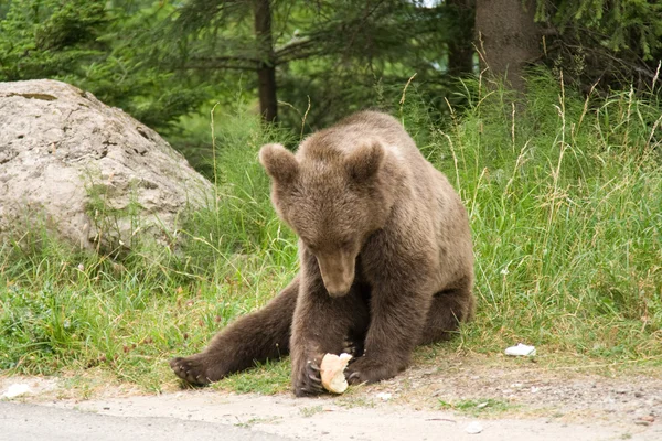 Wild beer in het forest — Stockfoto