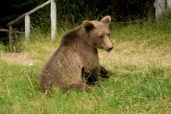 Urso selvagem na floresta — Fotografia de Stock