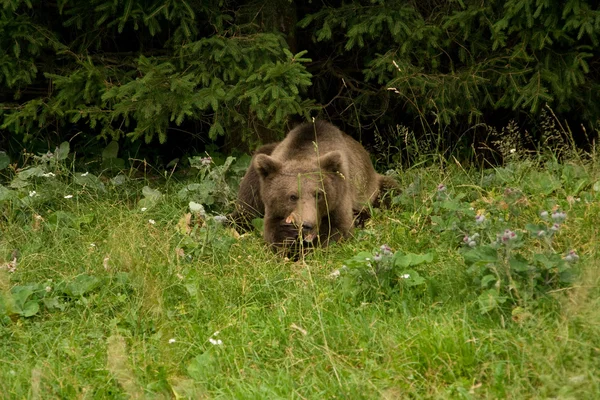 Wild beer in het forest — Stockfoto