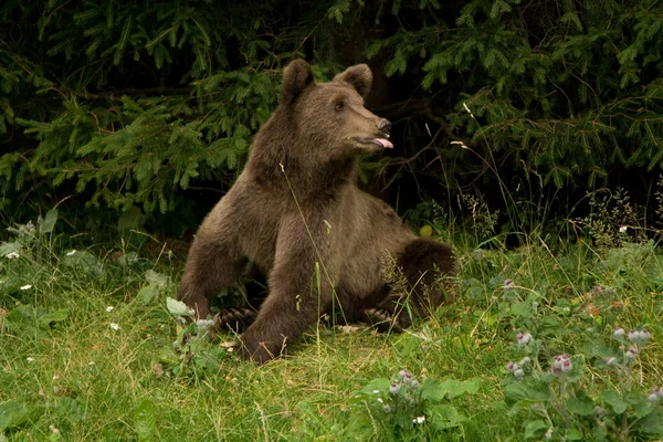 Luonnonvarainen karhu metsässä — kuvapankkivalokuva