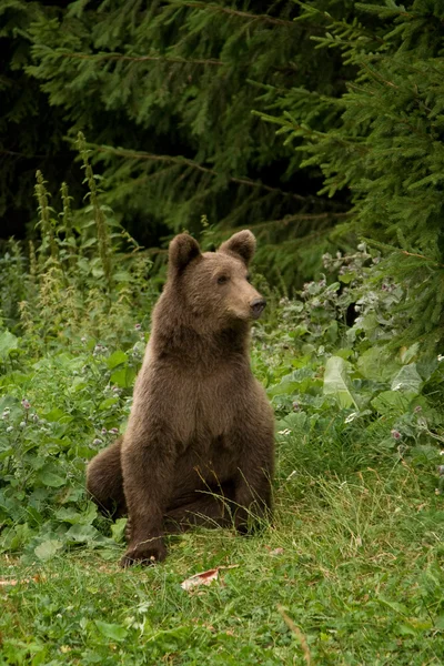 Wild Bear In The Forest — Stock Photo, Image