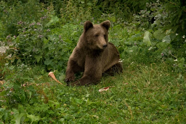 Oso salvaje en el bosque — Foto de Stock