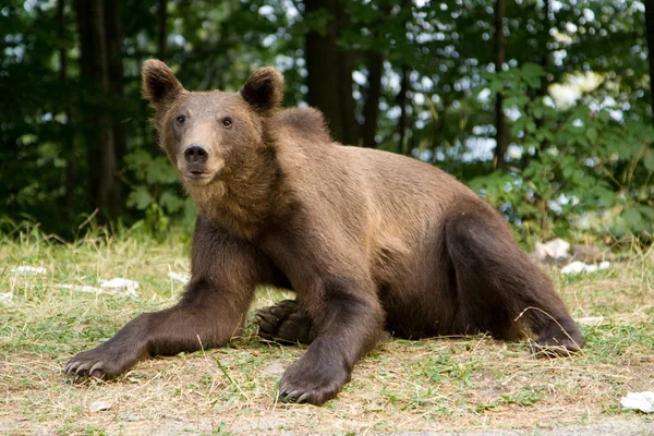 Ours sauvages dans la forêt — Photo