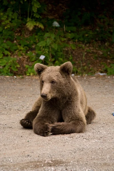 Urso selvagem na floresta — Fotografia de Stock