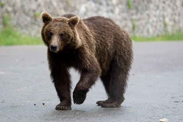 Erdőben vadon élő medve Jogdíjmentes Stock Fotók