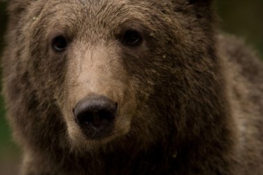 ormandaki yabani ayı