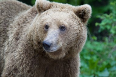 ormandaki yabani ayı