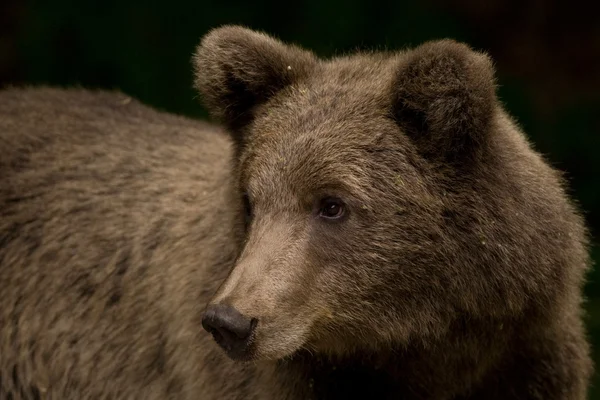 Ours sauvages dans la forêt — Photo