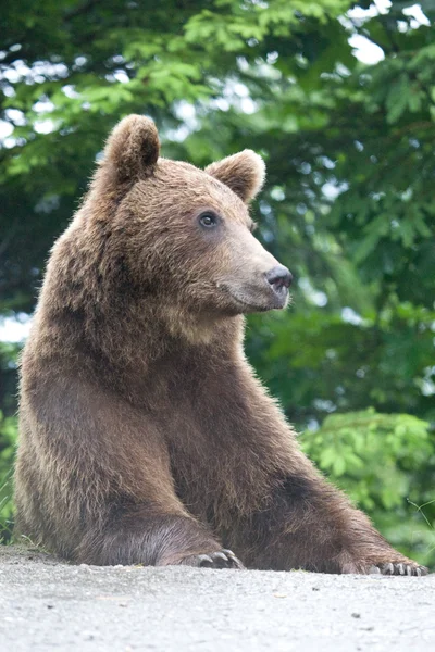 Urso selvagem na floresta — Fotografia de Stock