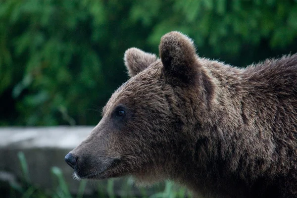 Vild Björn i skogen — Stockfoto