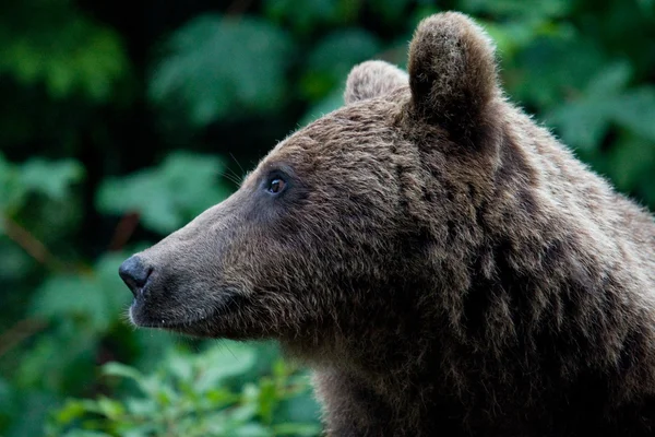 Ours sauvages dans la forêt — Photo