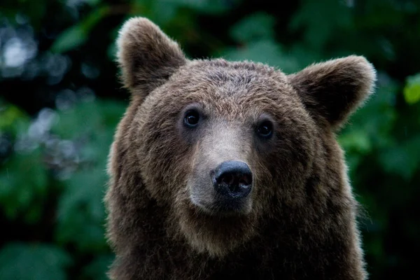 Orso selvatico nella foresta — Foto Stock