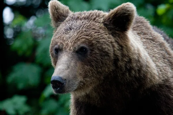 Oso salvaje en el bosque — Foto de Stock