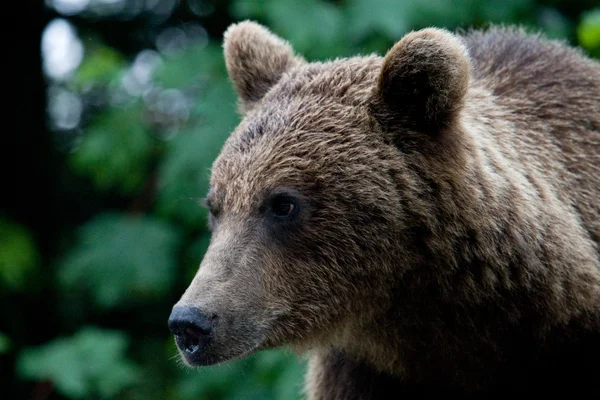 Urso selvagem na floresta — Fotografia de Stock