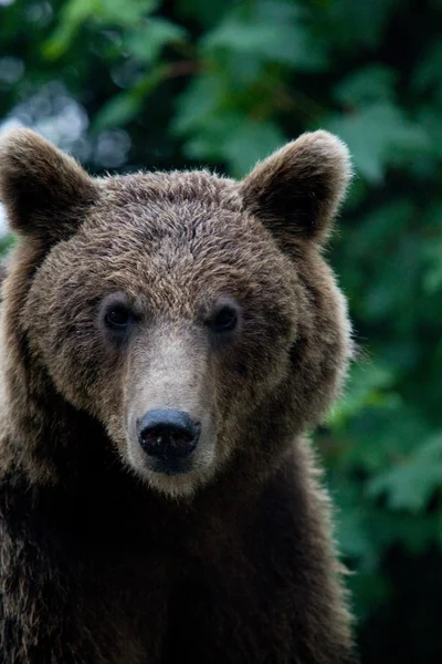 Orso selvatico nella foresta — Foto Stock