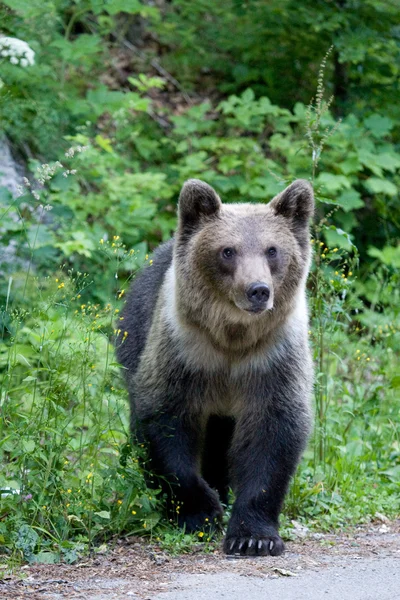 在森林里的野熊 — 图库照片