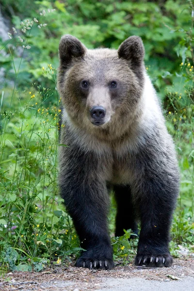 Urso selvagem na floresta — Fotografia de Stock