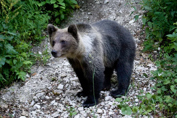 Orso selvatico nella foresta — Foto Stock